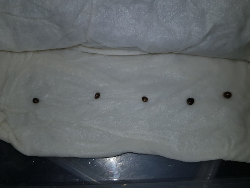 Flying Dutchmen Mixed fem seeds germination