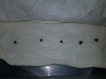 Flying Dutchmen Mixed fem seeds germination