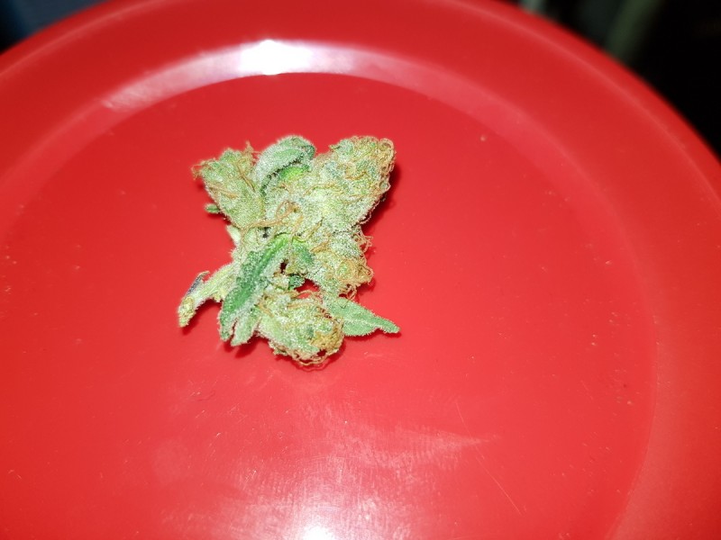 Microwaved bud