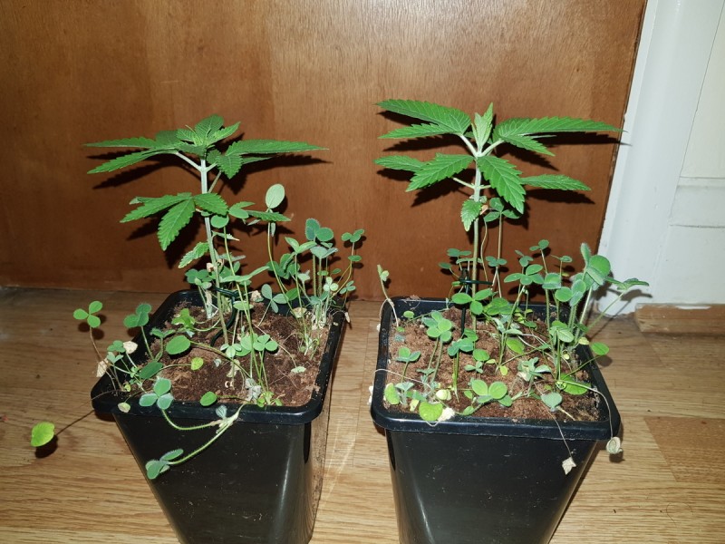 Granddaddy purps seedlings w/ mixed clover compainions