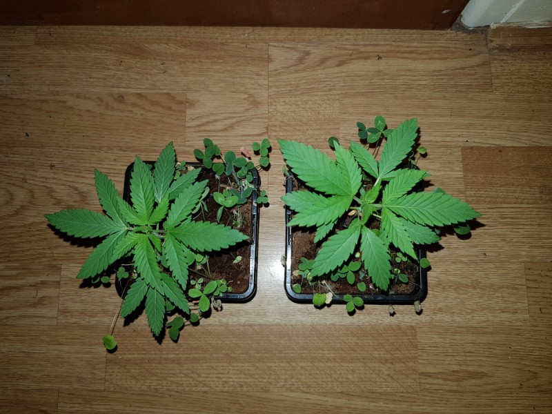 Granddaddy purps seedlings w/ mixed clover compainions