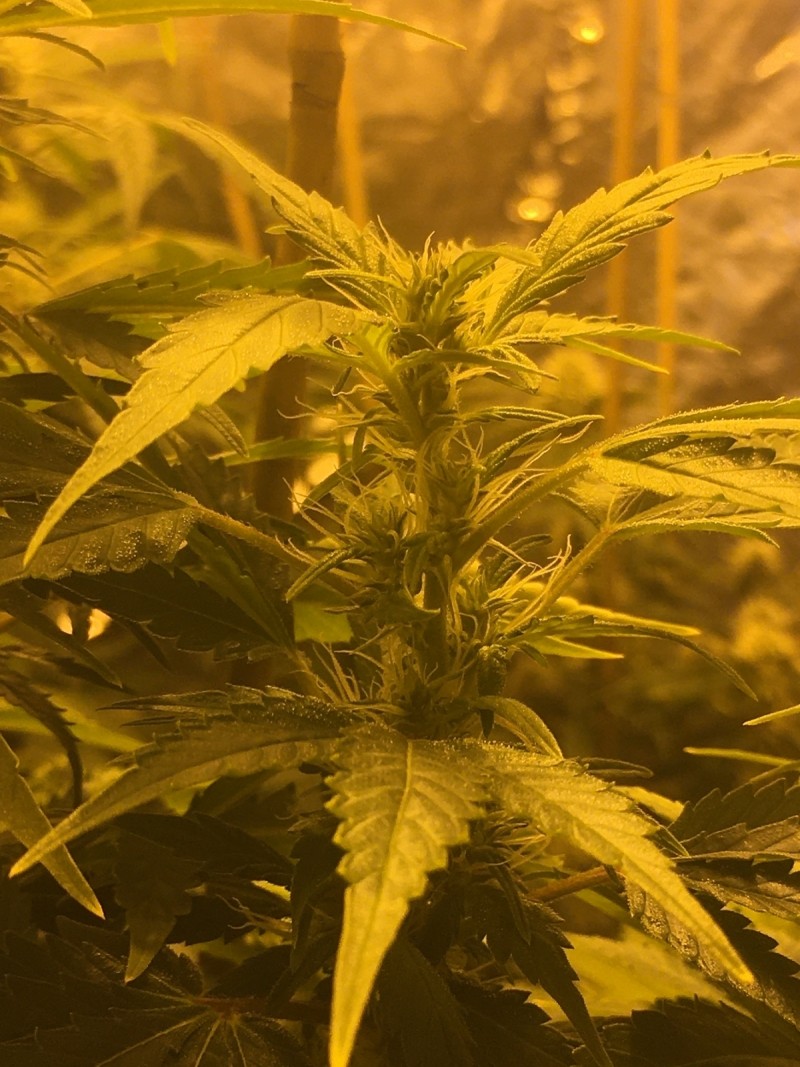 7BA0902C-9820-4623-827A-B4D853113D62