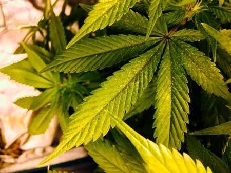 sipder-mites-yellow-spots-leaves-sm