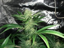 Skywalker X Hindu Kush in A quick Qube