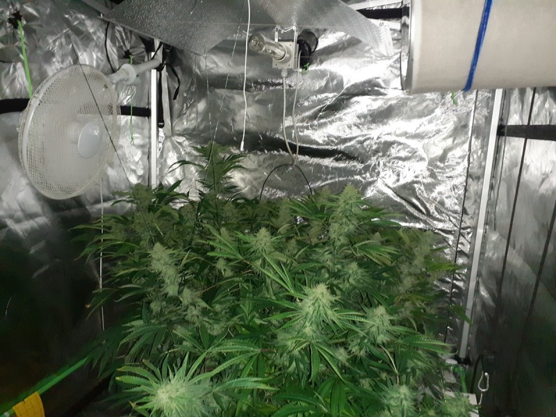 Skywalker X Hindu Kush in A quick Qube