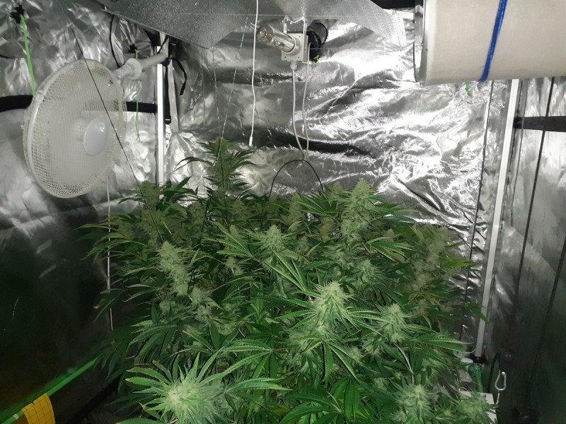 Skywalker X Hindu Kush in A quick Qube