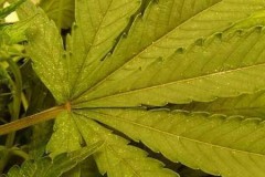 spider-mites-cannabis-yellow-spots-sm