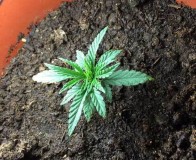 stunted-overpotted-overwatered-small-cannabis-plant-sm