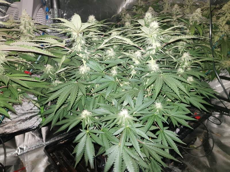 Knockout from Advanced female seeds 24 days flower