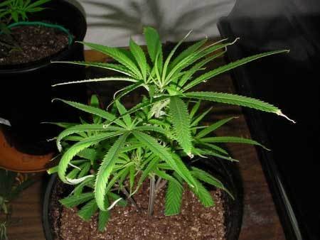 underwatered-cannabis-plant-curling-leaves-burned-tips2-sm