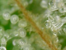 Trichomes colour shift