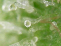 Trichome head