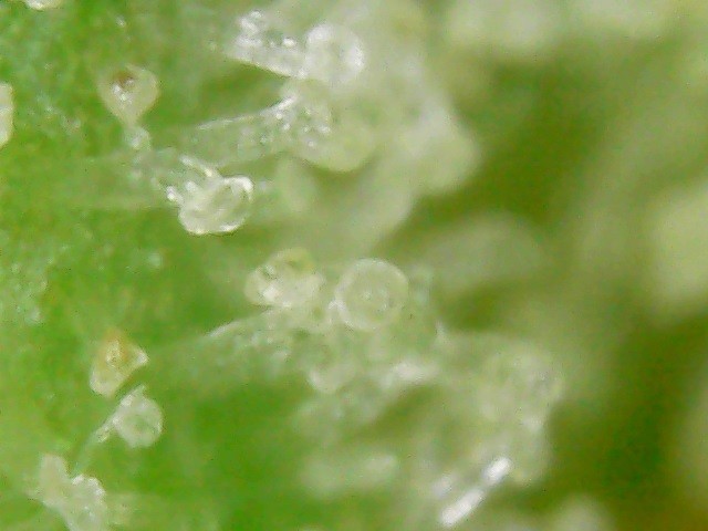 damaged trichome heads