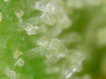 damaged trichome heads