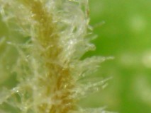 Non-glandular trichomes in cannabis