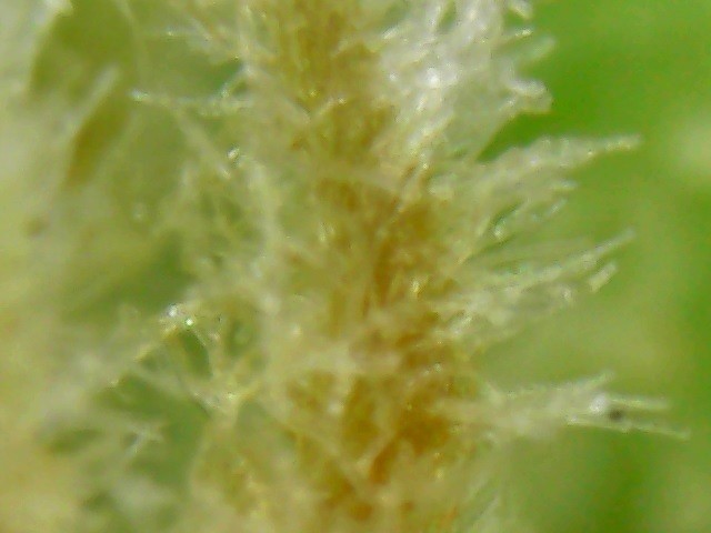 Non-glandular trichomes in cannabis