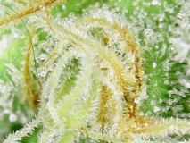 Glandular and Non-glandular trichomes in cannabis