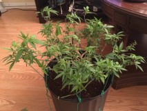 B52862FB-85E0-4CE3-AAE1-9334AFFF28AD