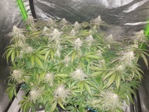 Legendary punch 6.5 weeks flower