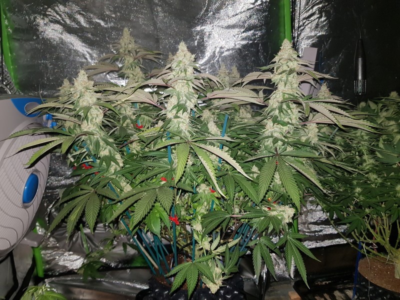 Legendary punch 6.5 weeks flower