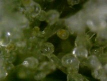 Glandular Trichomes