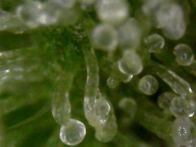 Glandular Trichomes