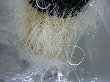 white-healthy-roots-sm