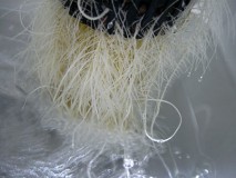 white-healthy-roots-sm