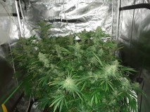 Skywalker X Hindu Kush in A quick Qube