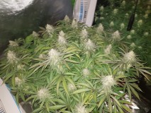 Legendary punch 7 weeks 12/12