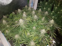 Legendary punch 7 weeks 12/12