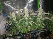 Legendary punch 7 weeks 12/12