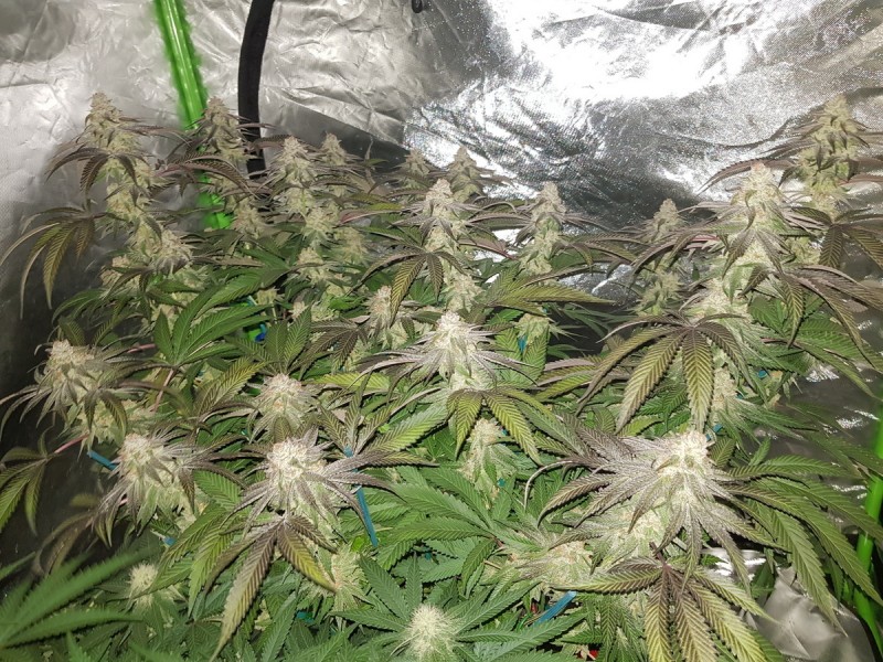 Legendary punch 7 weeks 12/12