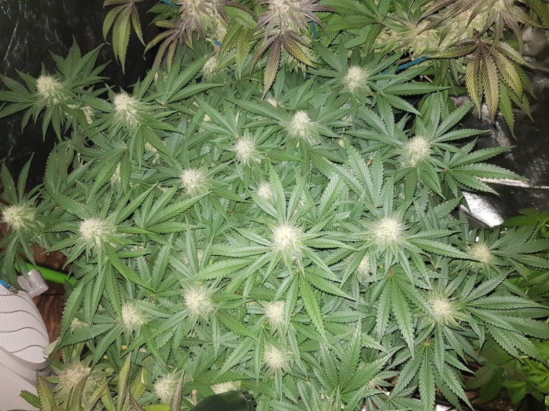 Knockout from Advanced female seeds 4 weeks 12/12