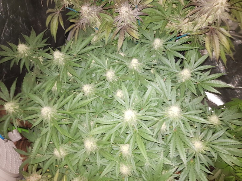 Knockout from Advanced female seeds 4 weeks 12/12