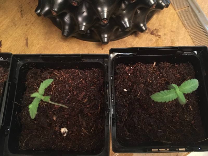 4FB58A61-B5D3-412D-8170-568494218B33