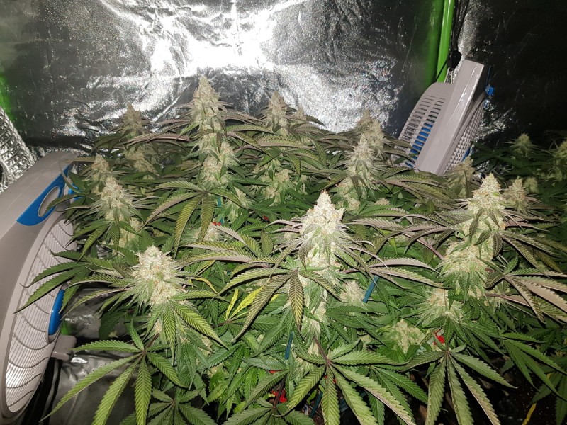 Legendary punch  51 days flower