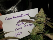 Bud of the month January  2020