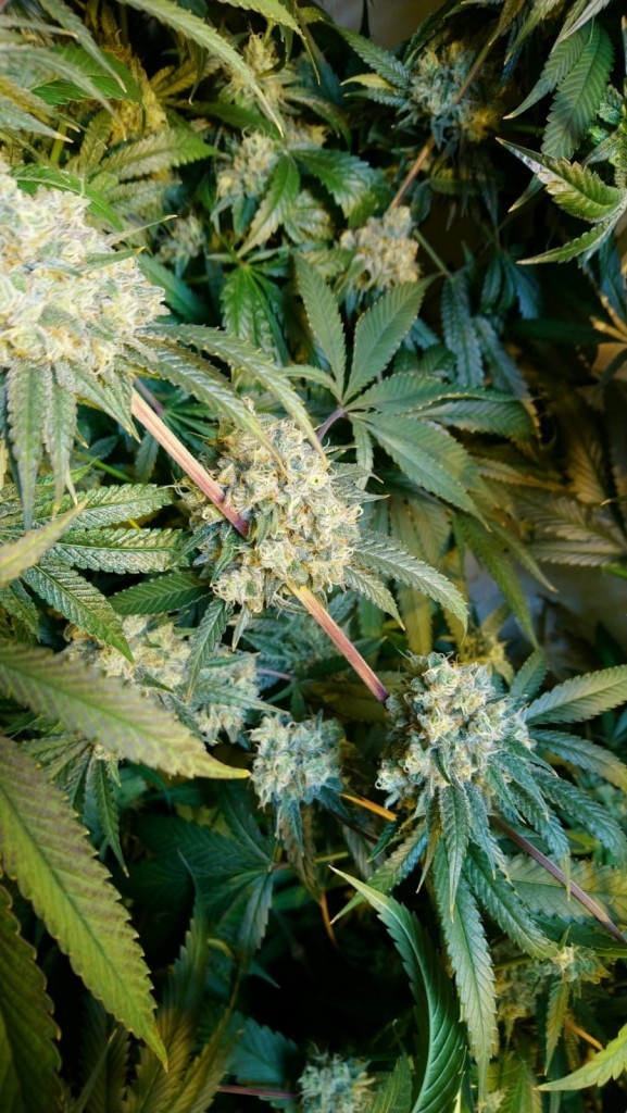 AD71F152-3959-4F8F-945B-44E0E3D69713