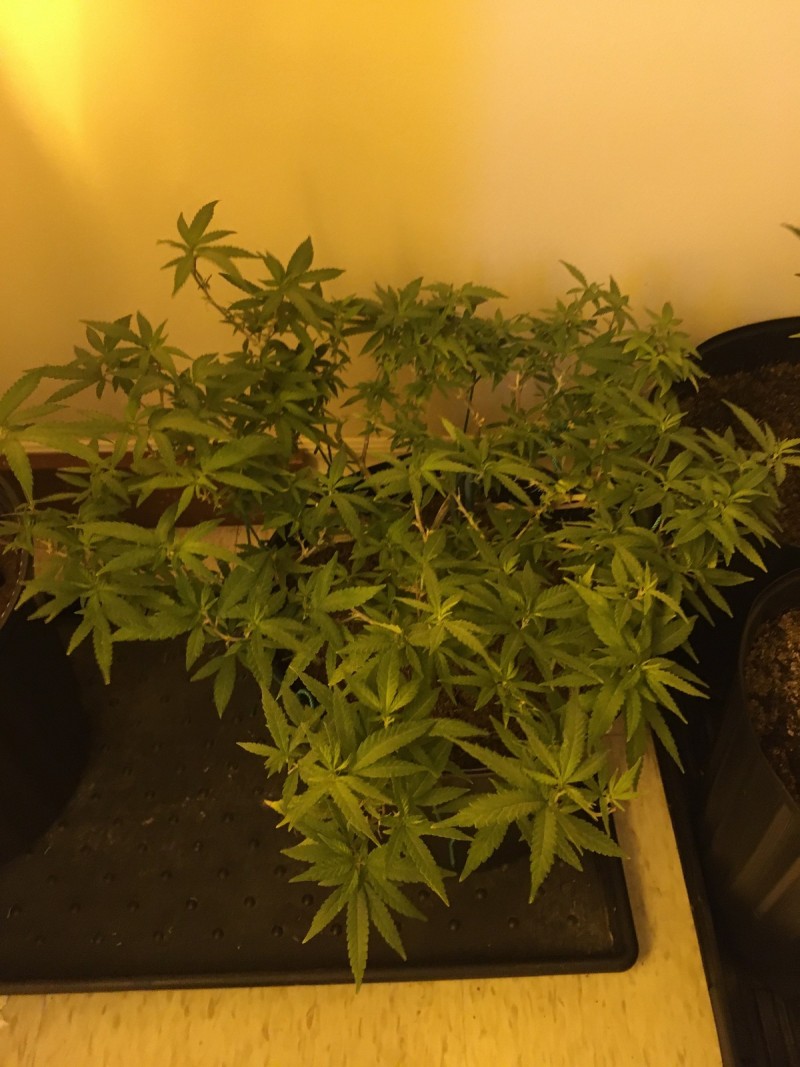 3AA40B88-0D60-4FFB-A557-2C29AB817819