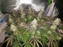 Legendary punch 8 weeks 12/12