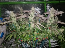 Legendary punch 8 weeks 12/12