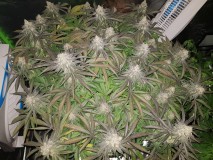 Legendary punch 8 weeks 12/12