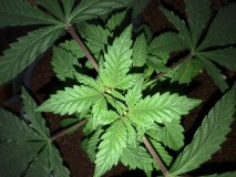 DBD8DE7E-813F-4EA2-B651-6A5DFF0A9AA4