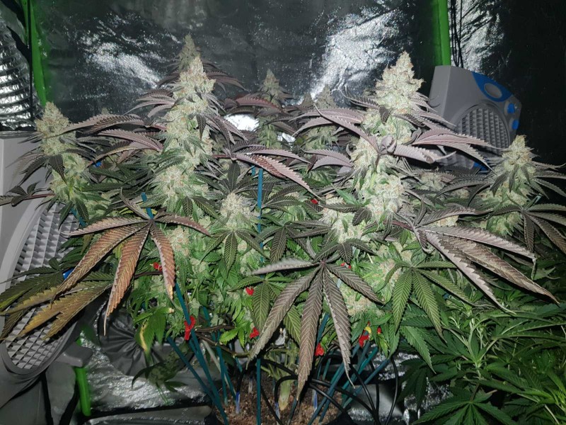 Legendary punch 8.5 weeks 12/12