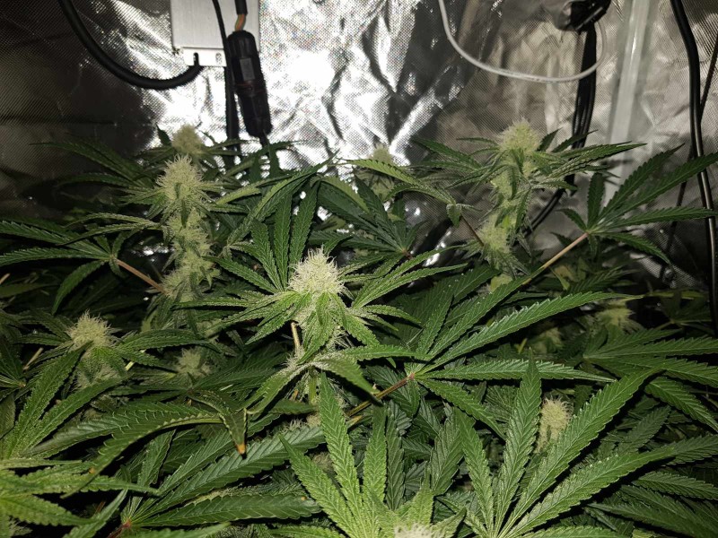 Disco scrog 4 weeks 12/12