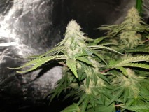 Knockout from Advanced female seeds 5 weeks 5 days flower 12/12