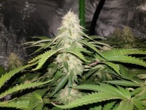 Knockout from Advanced female seeds 5 weeks 5 days flower 12/12