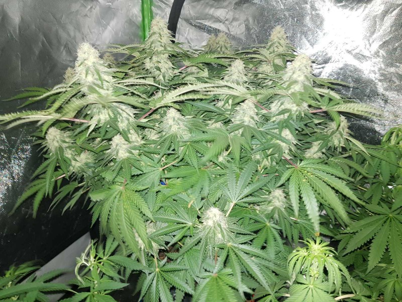 Knockout from Advanced female seeds 5 weeks 5 days flower 12/12