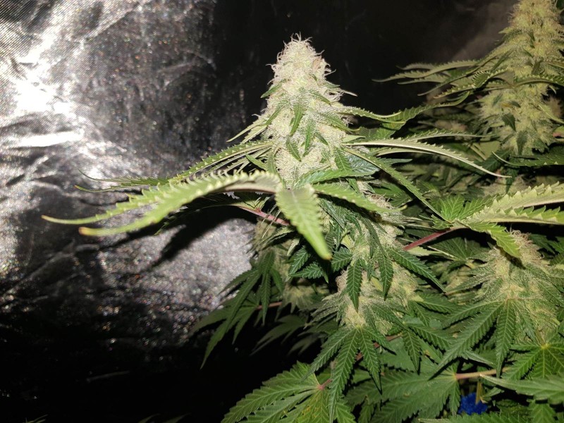 Knockout from Advanced female seeds 5 weeks 5 days flower 12/12